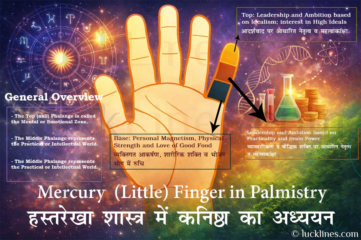 कनिष्ठा उंगली (Little Finger) की लंबाई, आकार (Shape) और प्रकार का हस्तरेखा विज्ञान (Palmistry) में अर्थ।