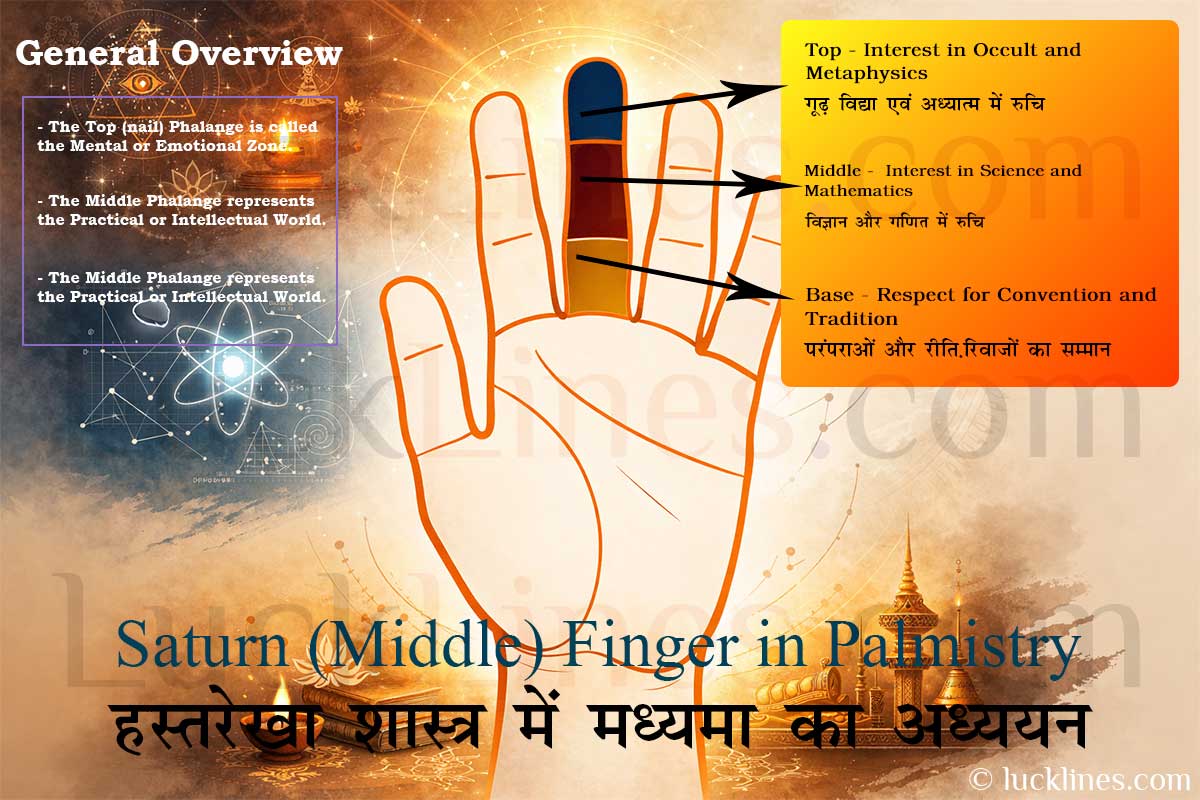 हस्तरेखा (Palmistry) में मध्यमा उंगली (Middle Finger) के ठीक नीचे स्थित शनि पर्वत (Mount of Saturn) की हथेली में स्थिति — हस्तरेखा विज्ञान diagram।