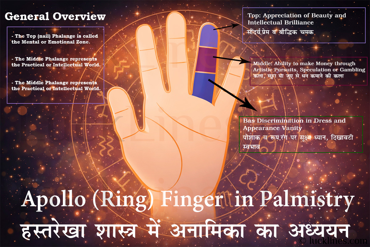 अनामिका उंगली के तीन पोर (Phalanges) की सटीक स्थिति और उनके ज्योतिषीय गुण।